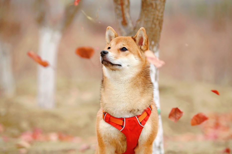 Pes - Shiba Inu