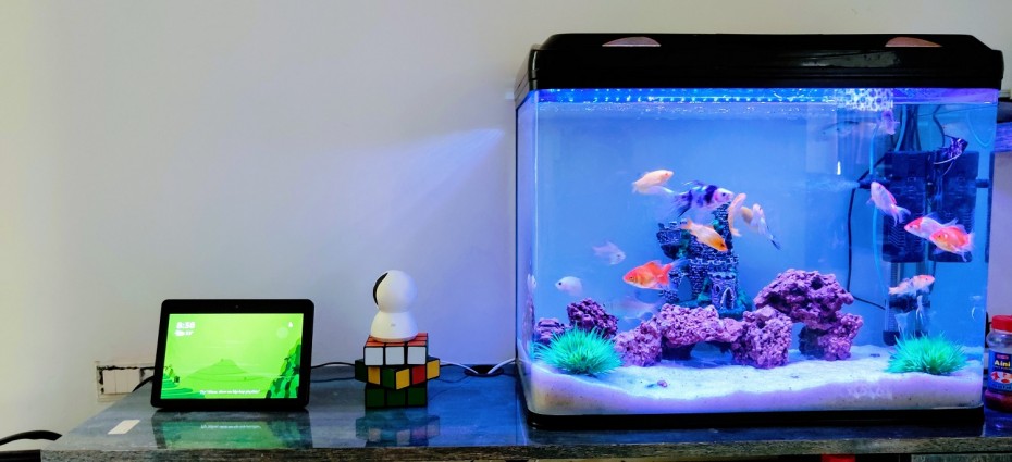 Akvárium s rybkami